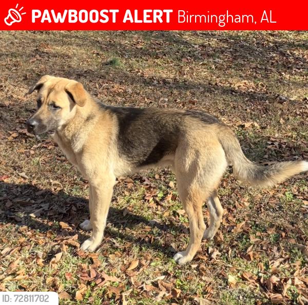 Lost Male Dog last seen Lawn Ave SW/Wiggins Park area, Birmingham, AL 35211