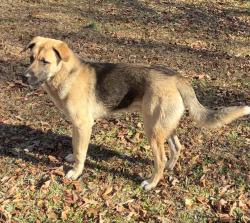 Lost Male Dog last seen Lawn Ave SW/Wiggins Park area, Birmingham, AL 35211