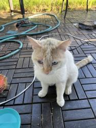 Found/Stray Male Cat last seen NE Glisan St, Portland, OR 97220