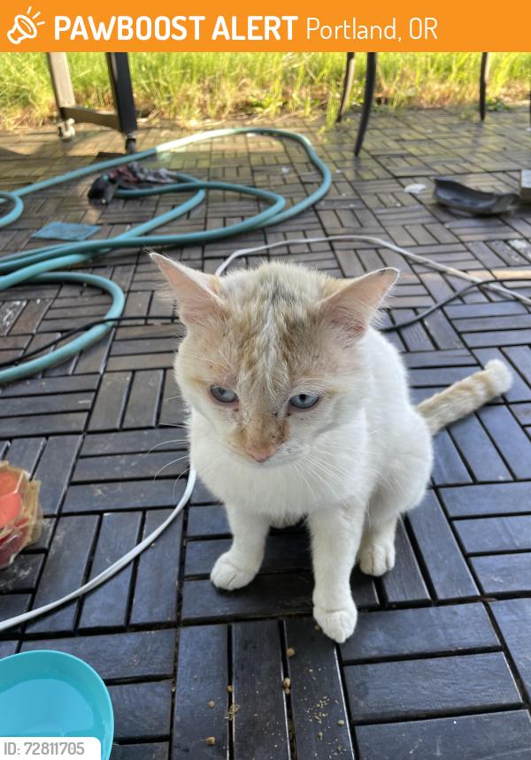 Found/Stray Male Cat last seen NE Glisan St, Portland, OR 97220