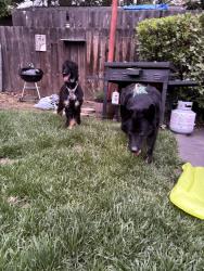 Found/Stray Unknown Dog last seen Ashley Park apmts, Stockton, CA 95207