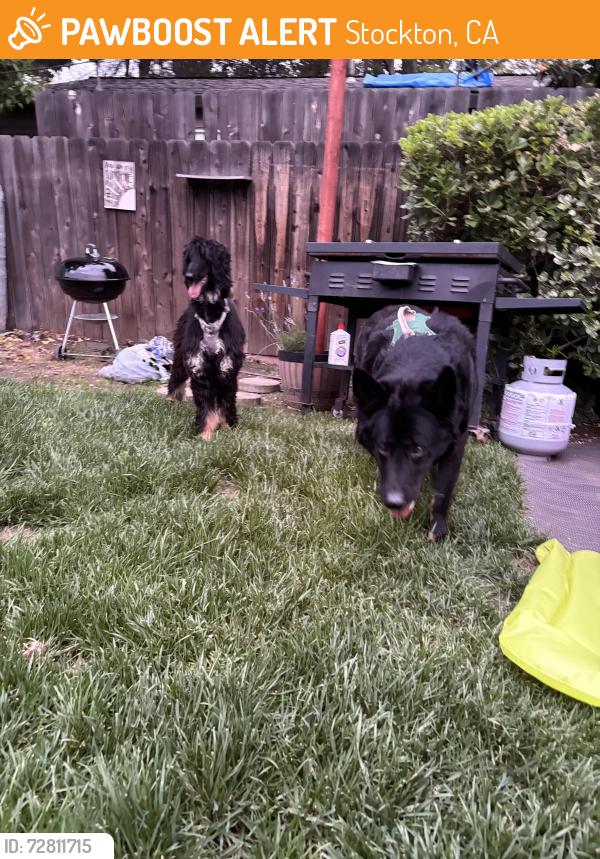 Found/Stray Unknown Dog last seen Ashley Park apmts, Stockton, CA 95207