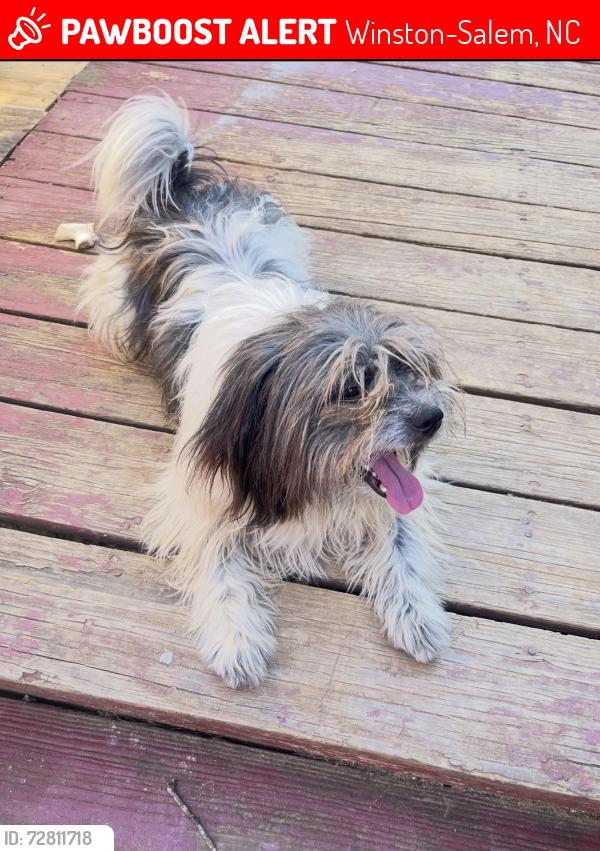 Lost Male Dog last seen Near talon Dr , Winston-Salem, NC 27106