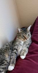 Lost Male Cat last seen Cypress canyon rd , San Diego, CA 92131