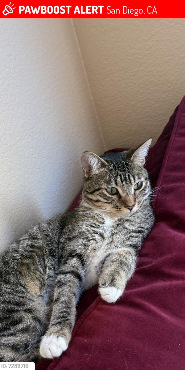 Lost Male Cat last seen Cypress canyon rd , San Diego, CA 92131
