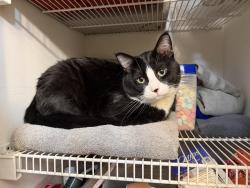 Lost Male Cat last seen Now then Blvd between Alpine and Sunfish, Ramsey, MN 55303
