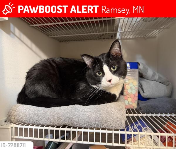 Lost Male Cat last seen Now then Blvd between Alpine and Sunfish, Ramsey, MN 55303