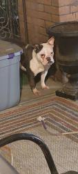 Found/Stray Unknown Dog last seen 24th and Hagert Sts, Philadelphia, PA 19132