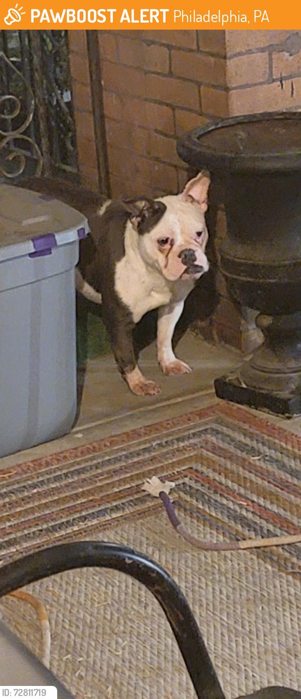 Found/Stray Unknown Dog last seen 24th and Hagert Sts, Philadelphia, PA 19132
