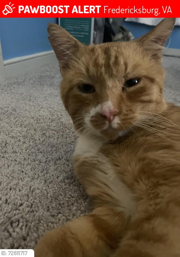 Lost Male Cat last seen Truslow rd, Fredericksburg, VA 22406
