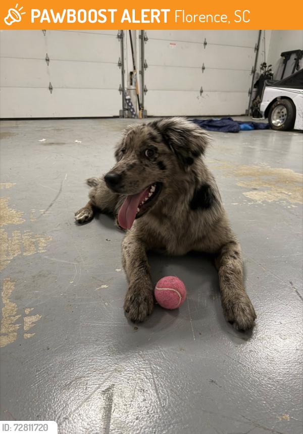 Found/Stray Female Dog last seen jefferys creek, Florence, SC 29501