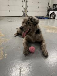 Found/Stray Female Dog last seen jefferys creek, Florence, SC 29501