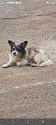 Found/Stray Unknown Dog last seen Buena Vista Park in Waco Texas, Waco, TX 76702