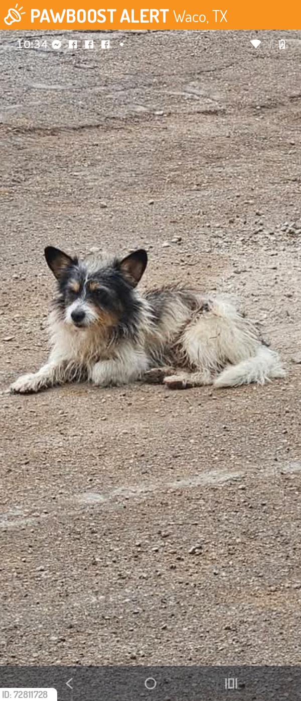 Found/Stray Unknown Dog last seen Buena Vista Park in Waco Texas, Waco, TX 76702