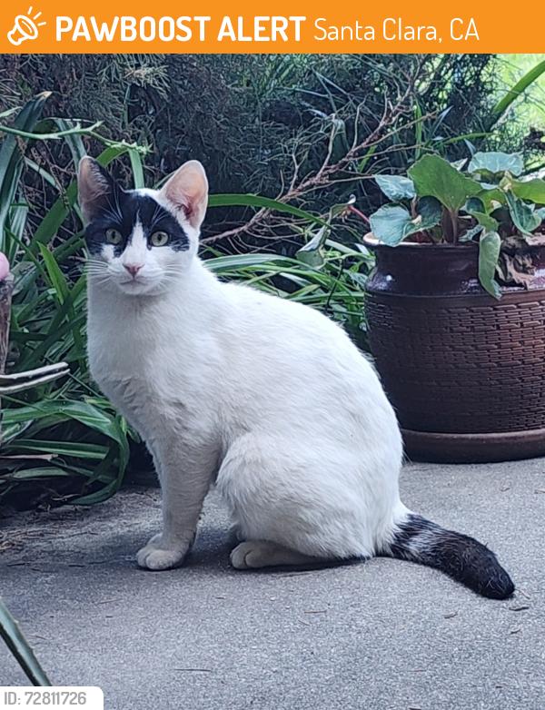 Found/Stray Unknown Cat last seen El camino / Los padres, Santa Clara, CA 95050