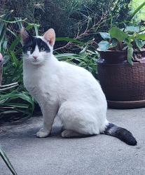 Found/Stray Unknown Cat last seen El camino / Los padres, Santa Clara, CA 95050