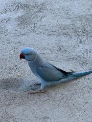Found/Stray Male Bird last seen Meadowbank Park near soccer fields , Meadowbank, NSW 2114