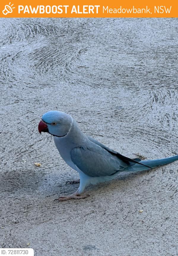Found/Stray Male Bird last seen Meadowbank Park near soccer fields , Meadowbank, NSW 2114