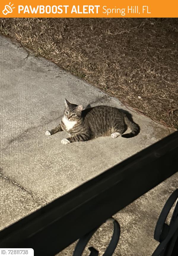 Found/Stray Unknown Cat last seen landover blvd & Siam drive , Spring Hill, FL 34609
