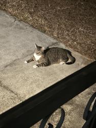 Found/Stray Unknown Cat last seen landover blvd & Siam drive , Spring Hill, FL 34609