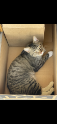 Lost Male Cat last seen NW corner Recker and Ray , Gilbert, AZ 85296