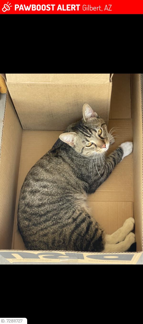 Lost Male Cat last seen NW corner Recker and Ray , Gilbert, AZ 85296