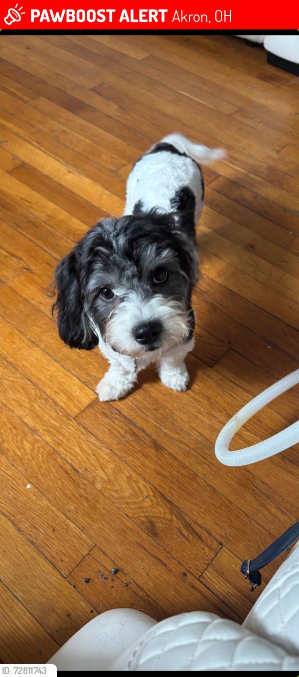 Lost Male Dog last seen Exchange, Mull ave, Akron, OH 44320