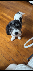 Lost Male Dog last seen Exchange, Mull ave, Akron, OH 44320