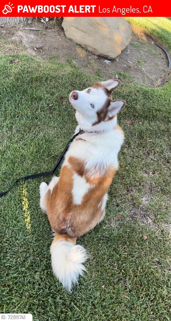 Lost Female Dog last seen Tarzana/Van Nuys Area, Los Angeles, CA 91356