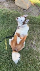 Lost Female Dog last seen Tarzana/Van Nuys Area, Los Angeles, CA 91356