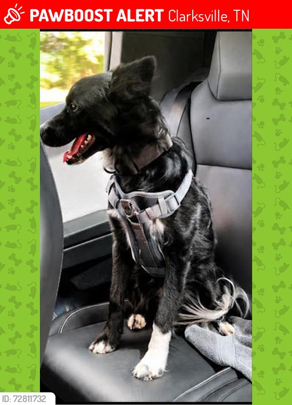 Lost Male Dog last seen Broadripple Dr.   and   Marymont, Clarksville, TN 37042