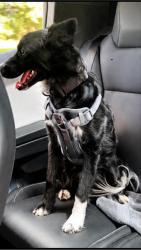 Lost Male Dog last seen Broadripple Dr.   and   Marymont, Clarksville, TN 37042