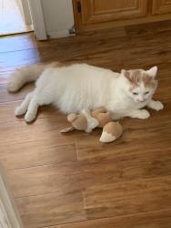 Lost Male Cat last seen Apple Blossom and Webster, Highland, CA 92346