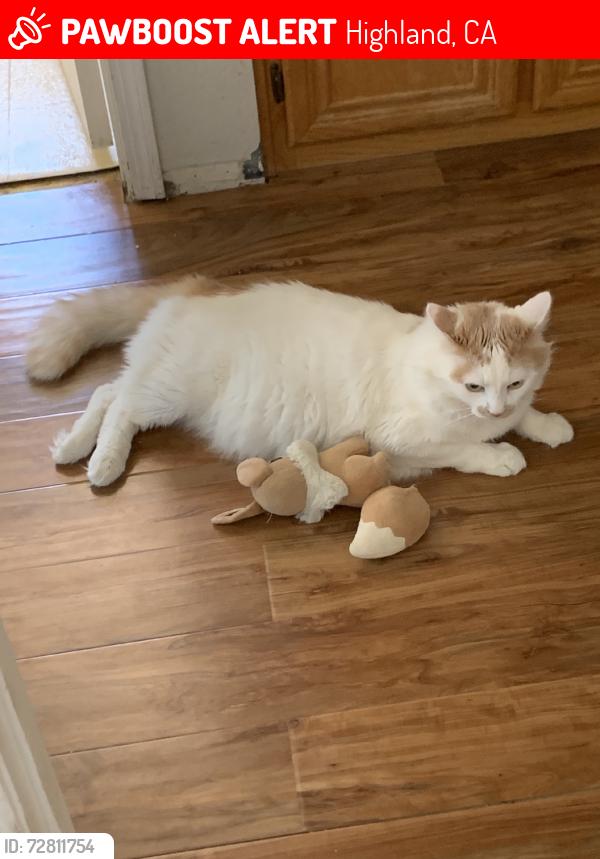 Lost Male Cat last seen Apple Blossom and Webster, Highland, CA 92346
