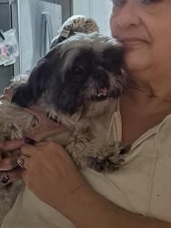 Found/Stray Female Dog last seen Near NW 25th street and Division Street, Grand Prairie, TX 75050