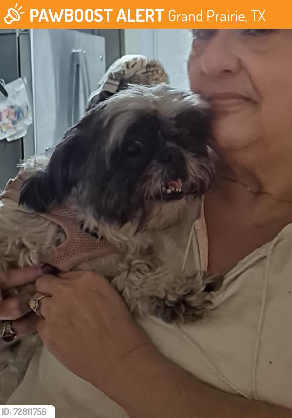 Found/Stray Female Dog last seen Near NW 25th street and Division Street, Grand Prairie, TX 75050