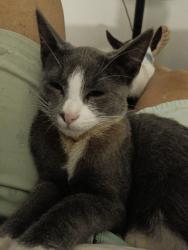 Lost Male Cat last seen Avaline Ave Burpengary east , Burpengary East, QLD 4505