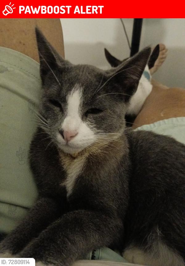 Lost Male Cat last seen Avaline Ave Burpengary east , Burpengary East, QLD 4505