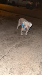 Found/Stray Male Dog last seen On 1st street , Mission, TX 78572