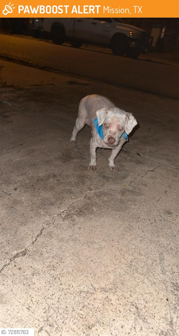 Found/Stray Male Dog last seen On 1st street , Mission, TX 78572