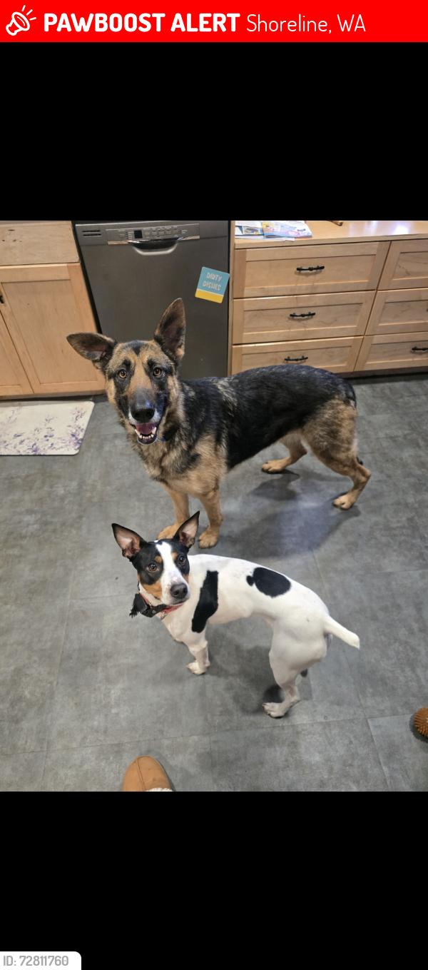 Lost Female Dog last seen 12th Ave ne 187st ne, Shoreline, WA 98155