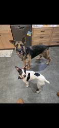 Lost Female Dog last seen 12th Ave ne 187st ne, Shoreline, WA 98155