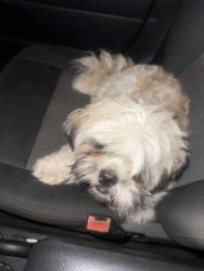 Lost Male Dog last seen Near , Fort Worth, TX 76111