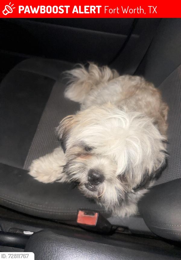 Lost Male Dog last seen Near , Fort Worth, TX 76111
