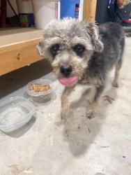Found/Stray Unknown Dog last seen Boat Club Road, Fort Worth, TX 76135