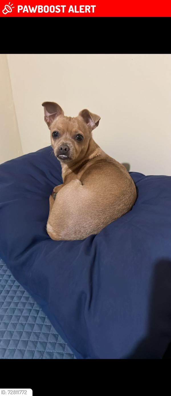Lost Female Dog last seen Saltillo Coahuila Zona Centro , General Cepeda, Coah. 25950