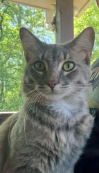 Found/Stray Male Cat last seen E 63rd St and Paseo Blvd, Kansas City, MO 64110