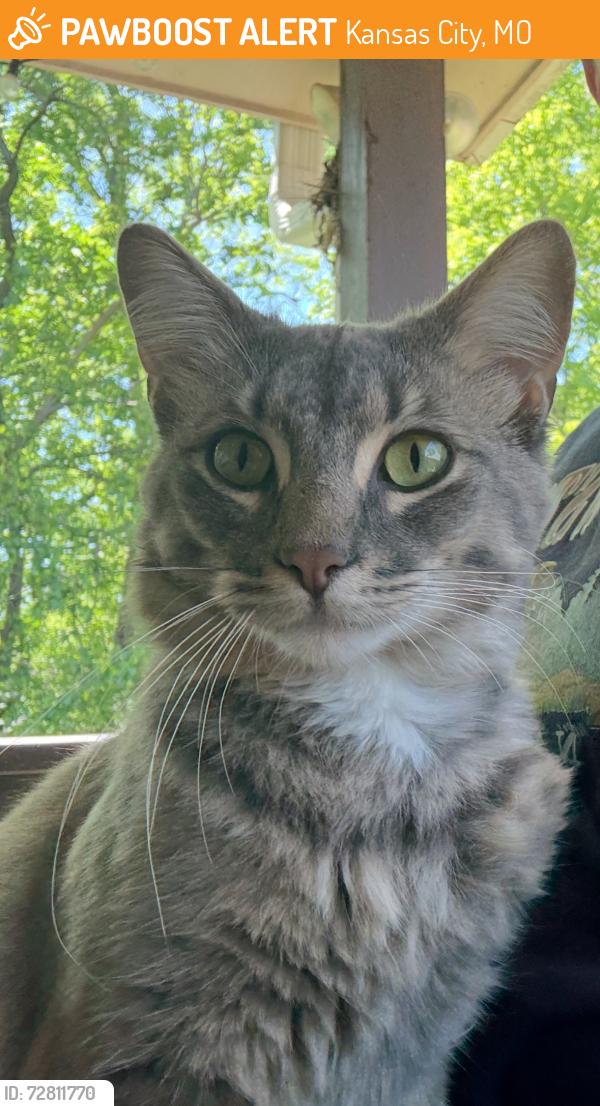 Found/Stray Male Cat last seen E 63rd St and Paseo Blvd, Kansas City, MO 64110