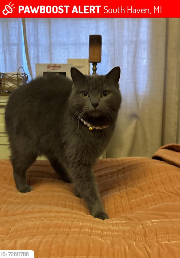 Lost Female Cat last seen Between Culver’s and Aldis in South Haven MI, South Haven, MI 49090