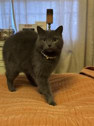 Lost Female Cat last seen Between Culver’s and Aldis in South Haven MI, South Haven, MI 49090